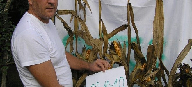 OGM, FIDENATO HA RAGIONE SU TUTTI I FRONTI. L'ITALIA NON HA MAI NOTIFICATO LE NORME. PRONTA PROCEDURA D'INFRAZIONE