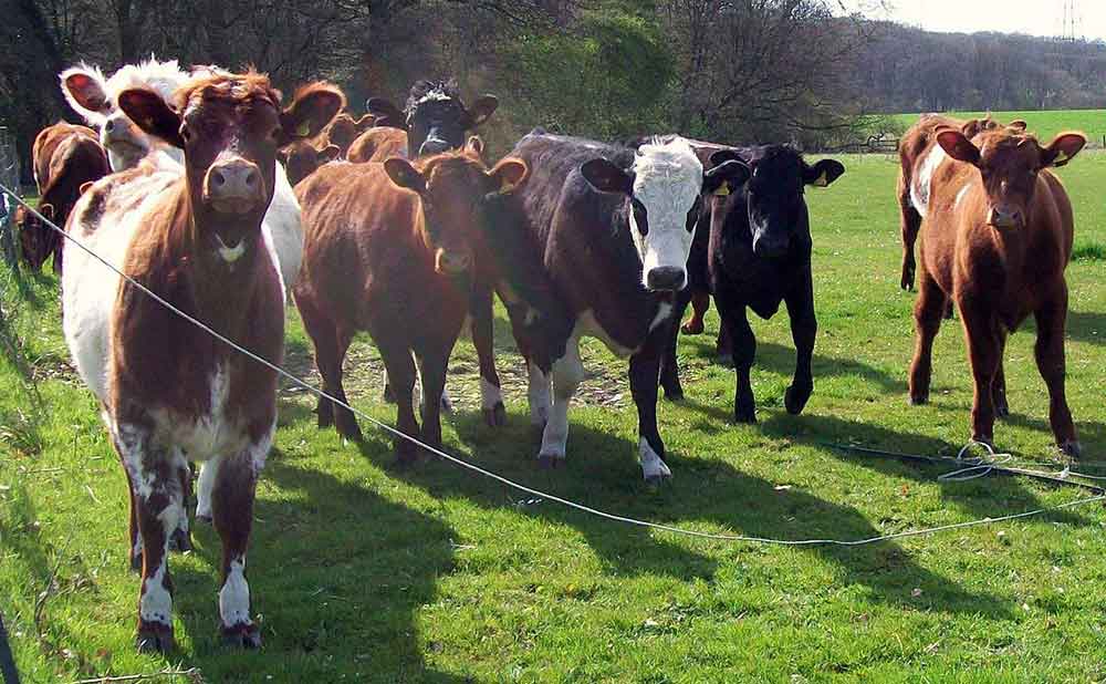 1280px-herd_of_cows_4528942592