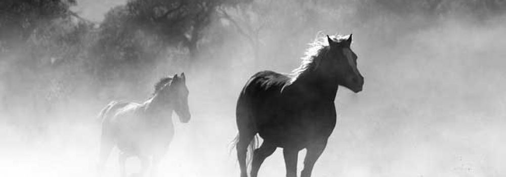 horse-430441_640 horse-430441_640